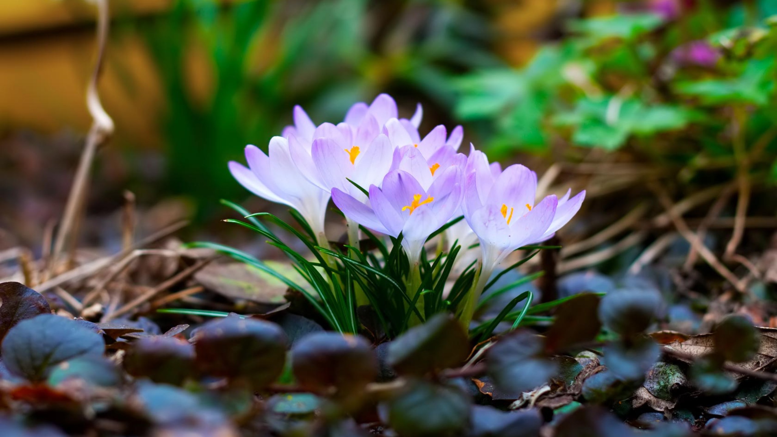 Frühling01